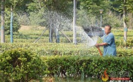 快乐送水工9  高温蒸煮下园林工人给花草树木浇水解渴