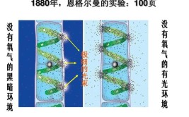 恩格尔曼的实验结论是什么