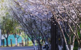 幕燕滨江风光带樱花观赏区建设项目工程总承包招标