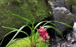 韵香千载的空相兰花让多少人梦回石狮灵秀山