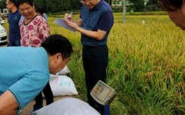 “钢琴路”让群众埋怨不止 示范园荒废百亩农田民生工程卡在哪里(工程乡村民生脱贫纪委)