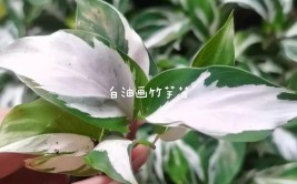 白油画竹芋被称为热植界的绿茶婊养好它需要了解这些特点