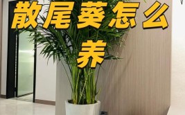 盆景散尾葵种植技巧简单好养注意这4点就不怕