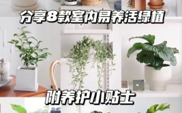 室内植物养护秘籍打造清新绿意的家居环境