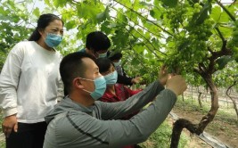 东莞农村科技特派员②苗兵兵推广种植葡萄亩产值5万元采摘旅游成新增长附视频