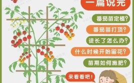 盆栽番茄栽培管理技术