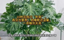 夜间制氧的10种花再穷也要养助睡眠送健康一觉睡到天亮