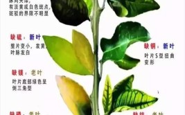 植物养护小贴士如何从叶片对称性判断病害与缺肥