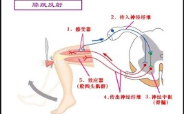 正手雨刷发力顺序：蹬地 转体 顶肩 抬肘 小臂内旋(转体正手发力小臂网球)