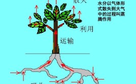 植物在水循环中具有什么作用