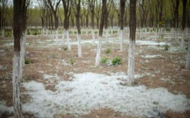 杨柳飞絮何时了换树打药喷水哪个办法好