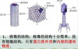 病毒的组成成分是什么