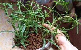 2种绿植能吃能看香喷喷非常皮实好养一养就爆盆