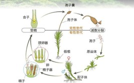 常见植物苔藓养护管理技术