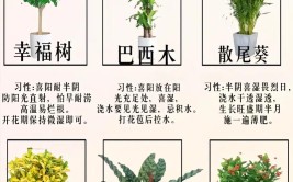 植物的生活习性千种万样家里不同的地方如何搭配绿植