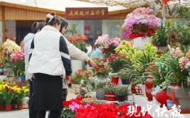 繁花闹春无锡2000种年宵花笑迎龙年