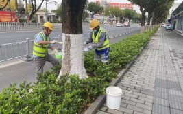 梅村街道开展 冬季行道树修剪养护