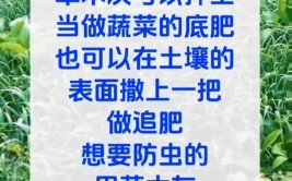 草木灰养花好处多多正确使用方法有2种能杀虫能补钾