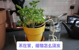 植物打完药为什么不能马上浇水