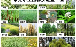 庭院打造需要的水生植物图库图解手册建议收藏