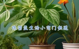 宝藏兴趣攻略 养护各种植物太有意思了 你喜欢吗