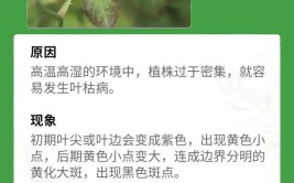 养花7种病害对植物危害大园艺师教你如何科学处理