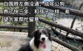 如何纠正狗狗的挖洞情况？(挖洞追逐狗狗纠正花圃)