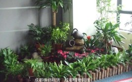 成都成华区植物租赁公司之神奇植物在哪里