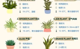 刚买的盆栽植物做好这6点植物杀手也没法把花养死