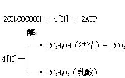 无氧呼吸各个阶段的反应式是什么