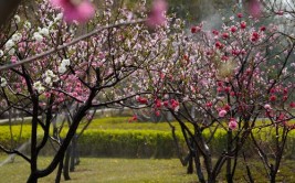 锦绣太原花满枝赏花时节正当时真诚邀您走进锦绣太原感受不一样的诗与远方