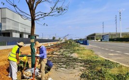 让工地绿树成荫 中建三局葛店片区项目秋补绿植6000余株