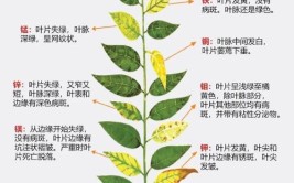 绿植养护必备解决常见植物疑难问题