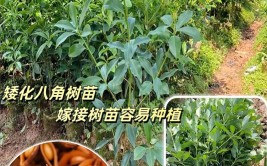 八角树种植技术介绍