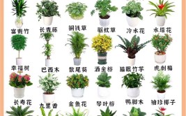 你家里种了绿植吗 绿意盎然家庭绿植种植指南