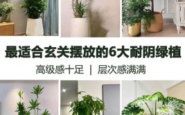 这几种植物最适合放在家里玄关处