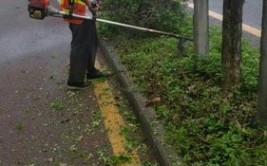 鹤壁市淇滨区金山街道：精修细剪绿化带 扮靓道路风景线(金山街道绿化道路剪除)