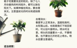 秋季养花要多浇水抓住生长季节让植物长的更旺盛