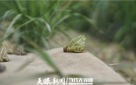 胡杨林，青蛙石，大红山丨看四子王旗旅游项目(大红乌兰神州科学技术青蛙)