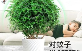 庭院中常用到的18种驱蚊效果不错的植物