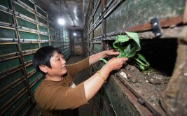 蜗牛室内的养殖技术要点