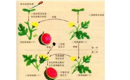 三倍体无籽西瓜的培育过程是怎样的