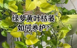 地栽植物有诀窍把握三细节养分更均衡长势更喜人