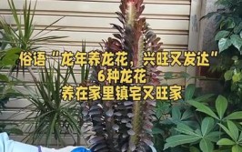 俗语龙年养龙花兴旺又发达6种龙花养在家里镇宅又旺家