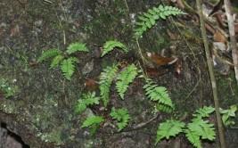 手帐海报丨这本植物手册里藏的都是限量款