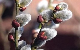 银芽柳冬日里的一抹绚烂 在众多的花卉植物中