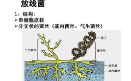 生物中放线菌是细菌还是真菌