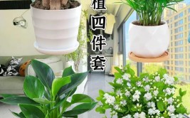 谁说无土栽培的植物生长状态不佳注意4点可让植物绿油油的