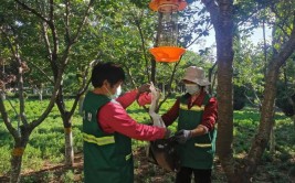 新密城市园林绿化中心开展生物防治病虫害工作为绿植保驾护航