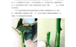 养花小知识4种常见的植物嫁接方法学一学